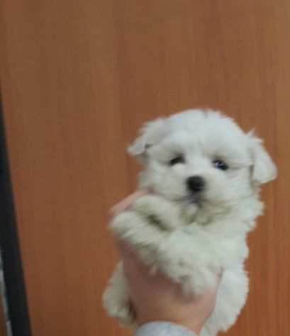 Cucciolo bianco di maltese toy con microchip