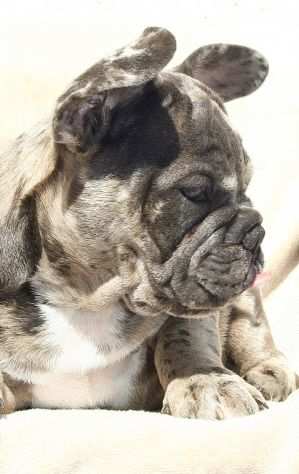 Cucciolo Bulldog francese blu merle