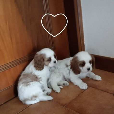 Cucciolo Cavalier King