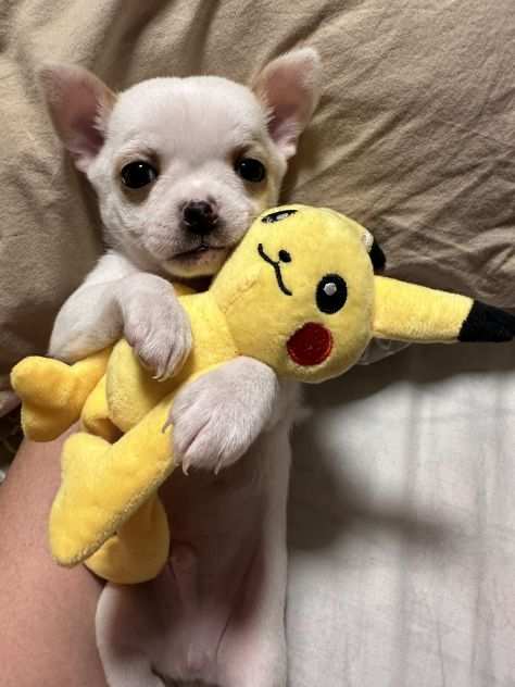 Cucciolo chihuahua