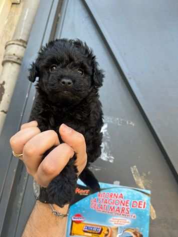 Cucciolo di barboncino toy colore nero black vaccinato