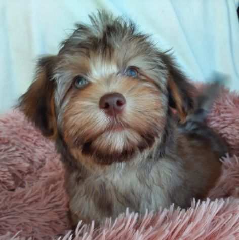 Cucciolo di Bichon Havanese