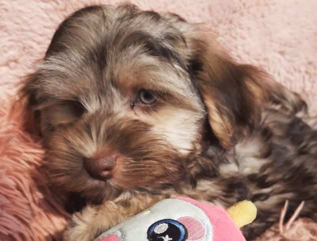 Cucciolo di Bichon Havanese