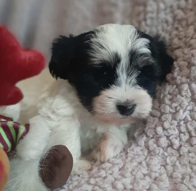 Cucciolo di Bichon Havanese