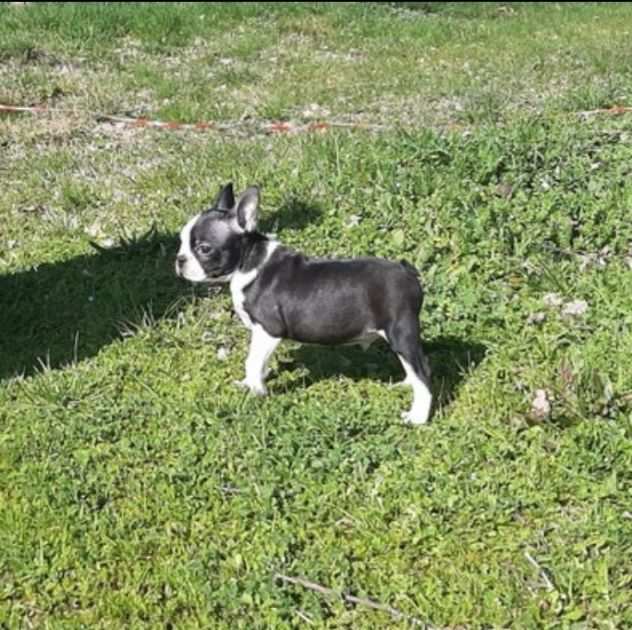 Cucciolo di Boston Terrier