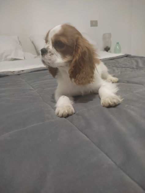 Cucciolo di cavalier king con pedigree