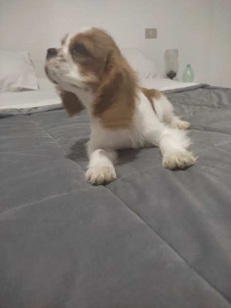 Cucciolo di cavalier king con pedigree