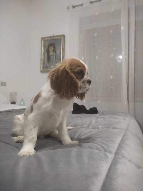 Cucciolo di cavalier king con pedigree