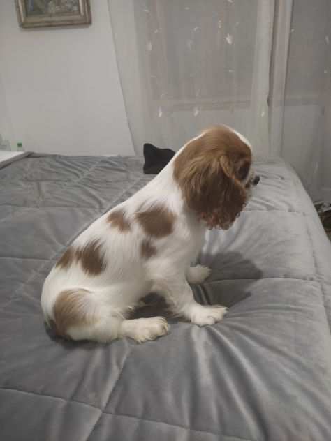 Cucciolo di cavalier king con pedigree