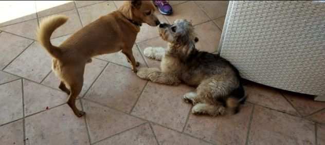 Cucciolo di Cavapoo