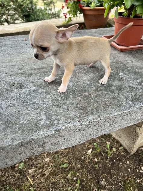Cucciolo di Chihuahua