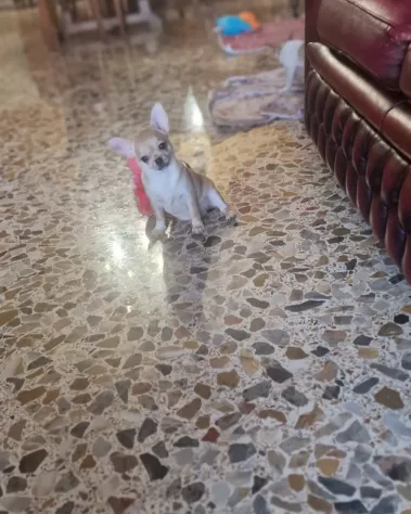 Cucciolo di chihuahua