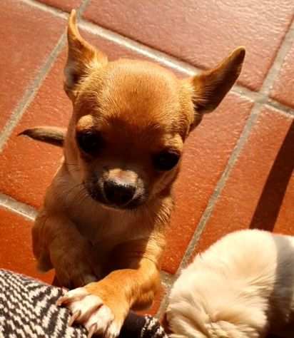 Cucciolo di chihuahua