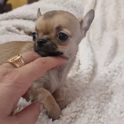 Cucciolo di chihuahua