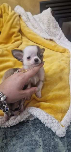 Cucciolo di chihuahua