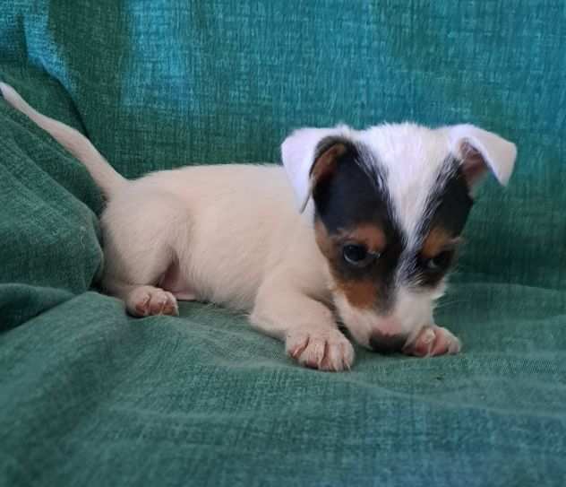 Cucciolo di Jack russell terrier