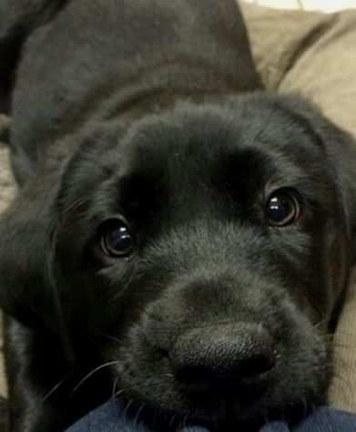 Cucciolo di labrador pedigree