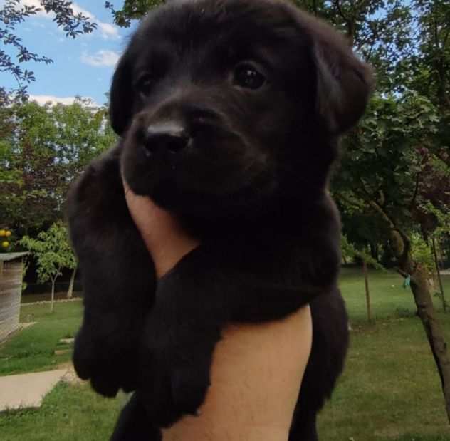 Cucciolo di labrador pedigree