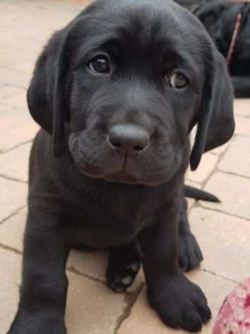 Cucciolo di labrador pedigree