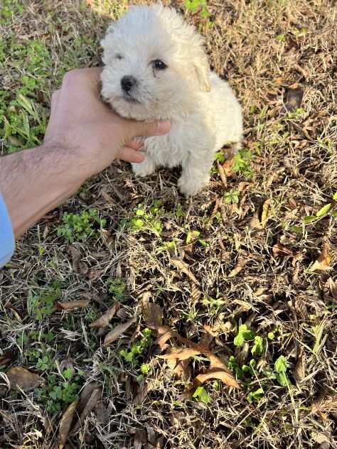 Cucciolo di Maltipoo (avorio)