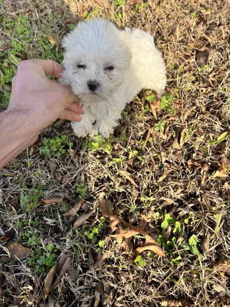 Cucciolo di Maltipoo (avorio)