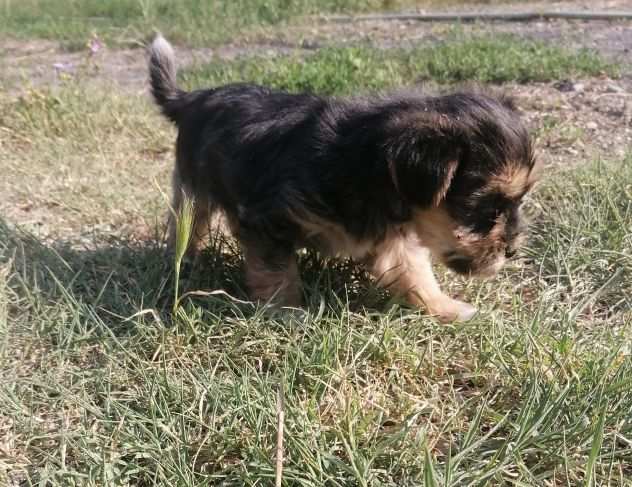 Cucciolo di Morkie