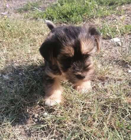 Cucciolo di Morkie