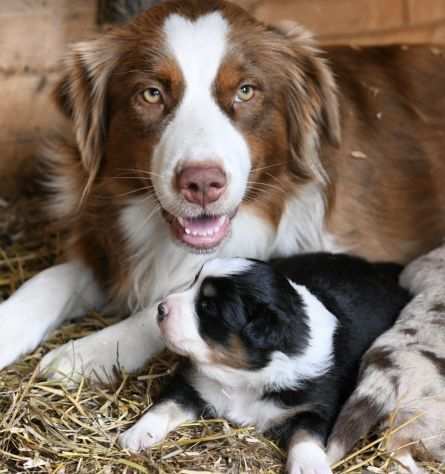 Cucciolo di Pastore Australiano con pedigree