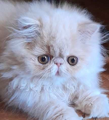 Cucciolo gatto persiano