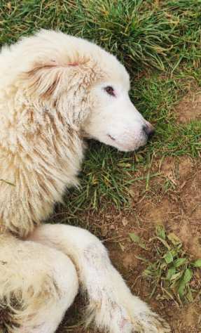 CUCCIOLO IN ADOZIONE