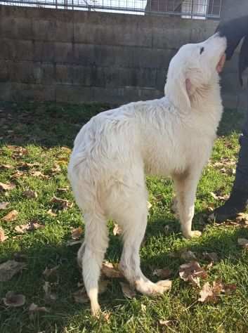 CUCCIOLO IN ADOZIONE