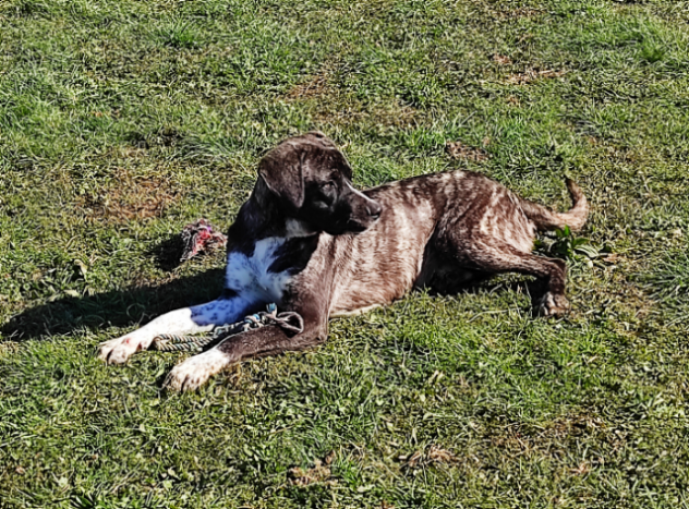 CUCCIOLO IN ADOZIONE