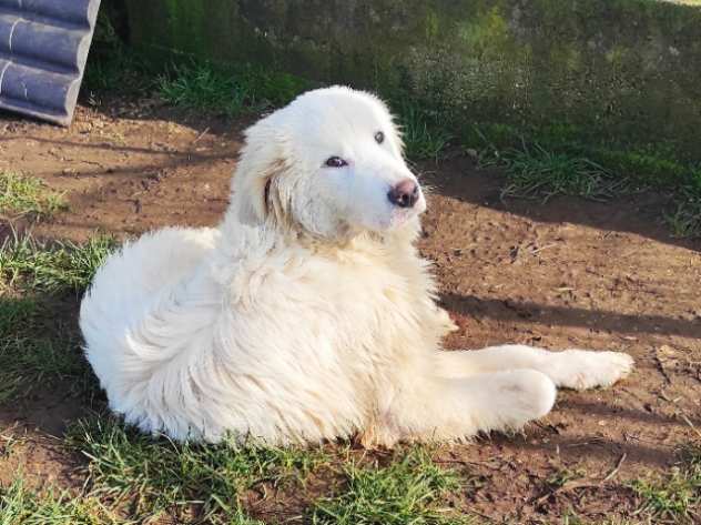 CUCCIOLO IN ADOZIONE