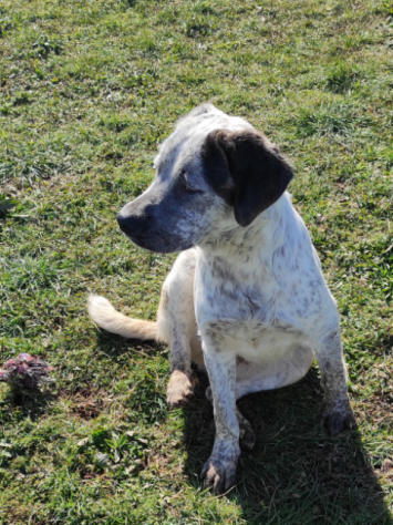 CUCCIOLO IN ADOZIONE