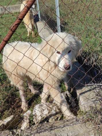 CUCCIOLO IN ADOZIONE