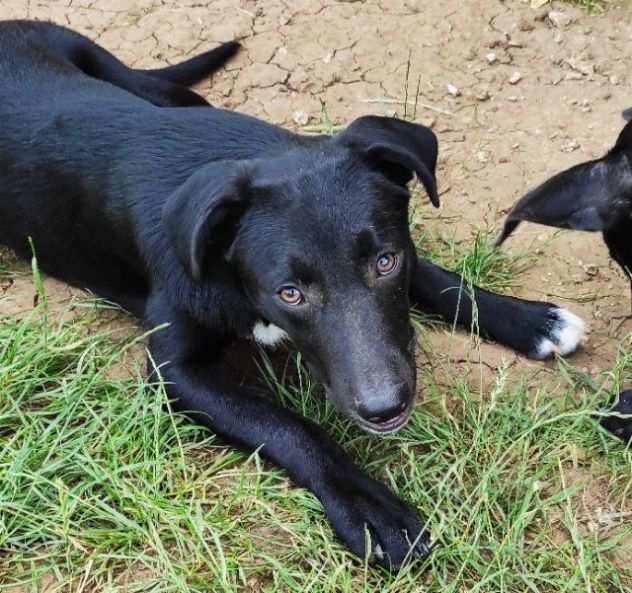 CUCCIOLO IN ADOZIONE ALVIN