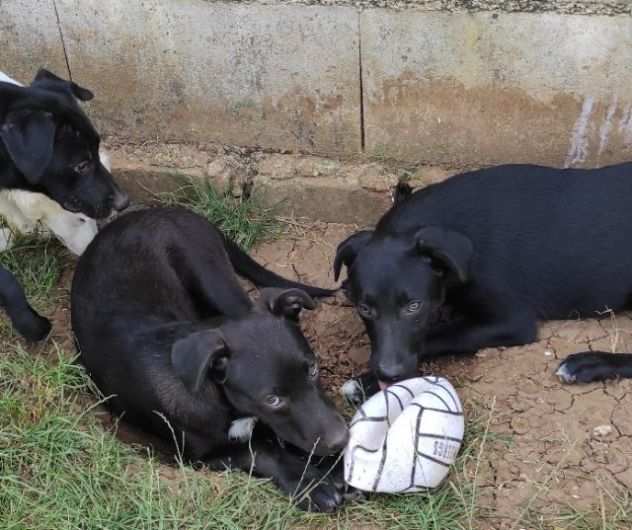 CUCCIOLO IN ADOZIONE ALVIN