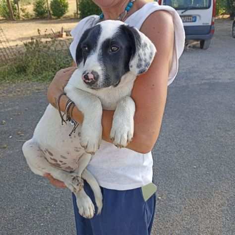 CUCCIOLO IN ADOZIONE BALU