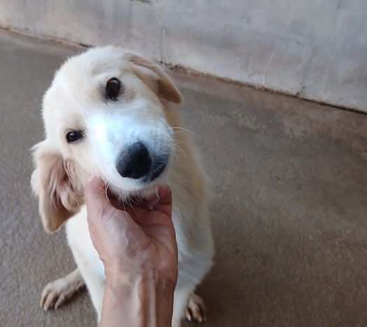 cucciolo in adozione - BENJAMIN