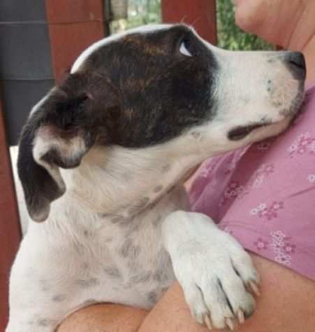 CUCCIOLO IN ADOZIONE BRAUNY, incantevole monello.