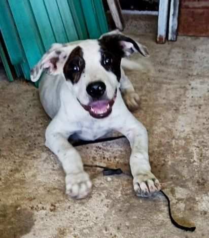 CUCCIOLO IN ADOZIONE BRAUNY, incantevole monello.