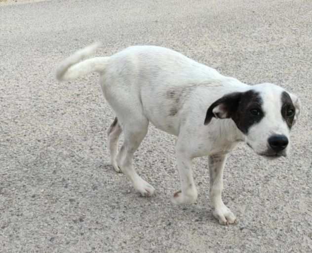 CUCCIOLO IN ADOZIONE BRAUNY, incantevole monello.