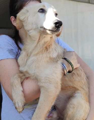 CUCCIOLO IN ADOZIONE CECCO