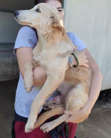 CUCCIOLO IN ADOZIONE CECCO