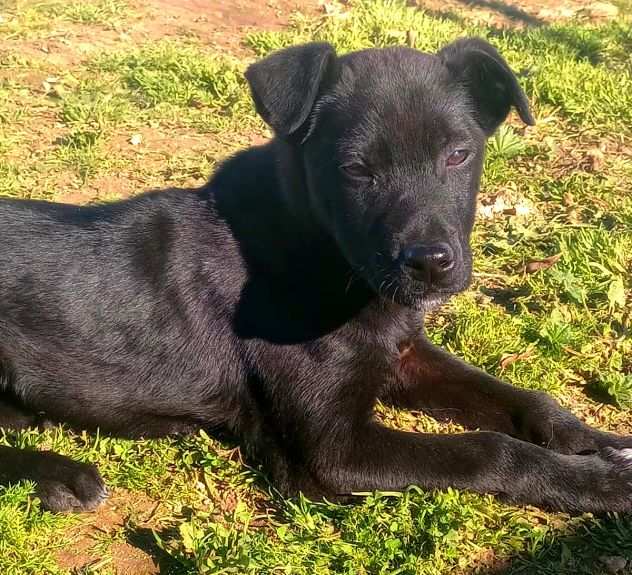 Cucciolo in adozione cerca la sua mamma o il suo papagrave