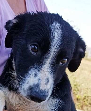 CUCCIOLO IN ADOZIONE CHICO, tenero coccolone.