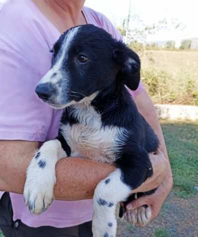 CUCCIOLO IN ADOZIONE CHICO, tenero coccolone.