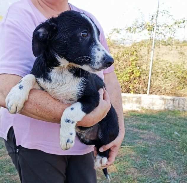 CUCCIOLO IN ADOZIONE CHICO, tenero coccolone.