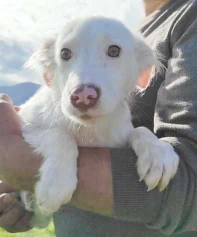 CUCCIOLO IN ADOZIONE DOVER