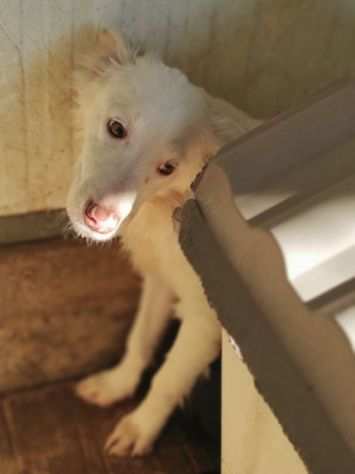 CUCCIOLO IN ADOZIONE DOVER